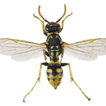 avispa cartonera