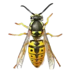 avispa común