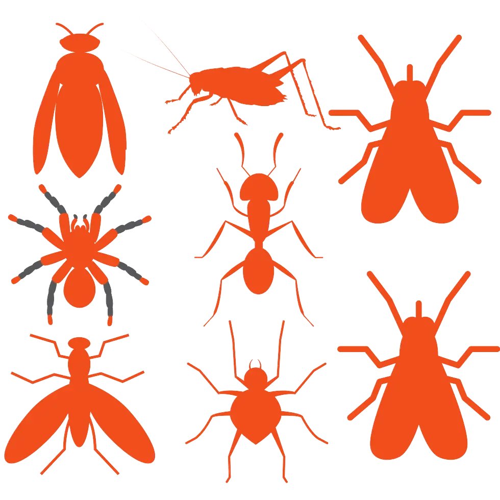insectos naranja