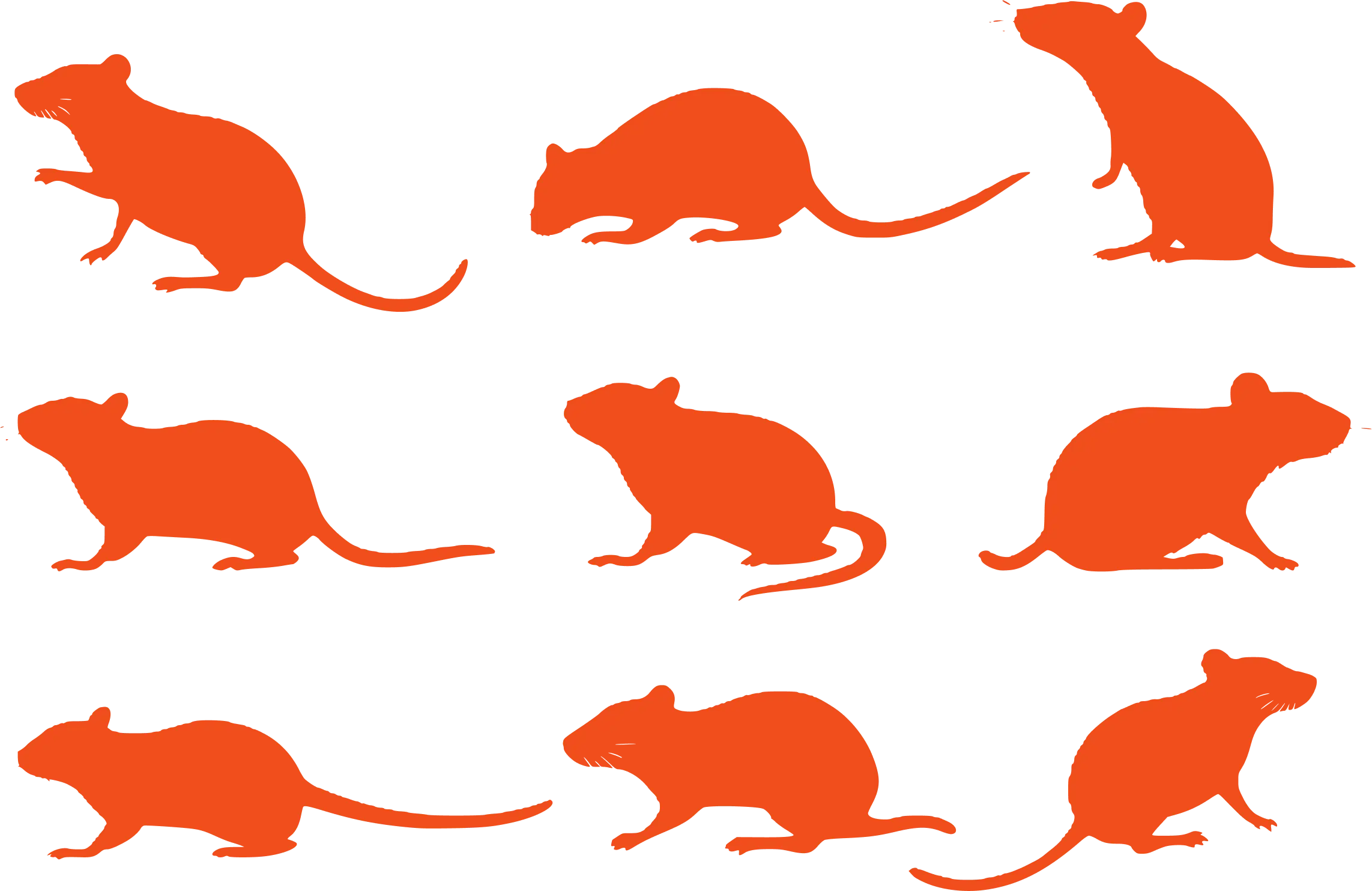 ratas para desratización