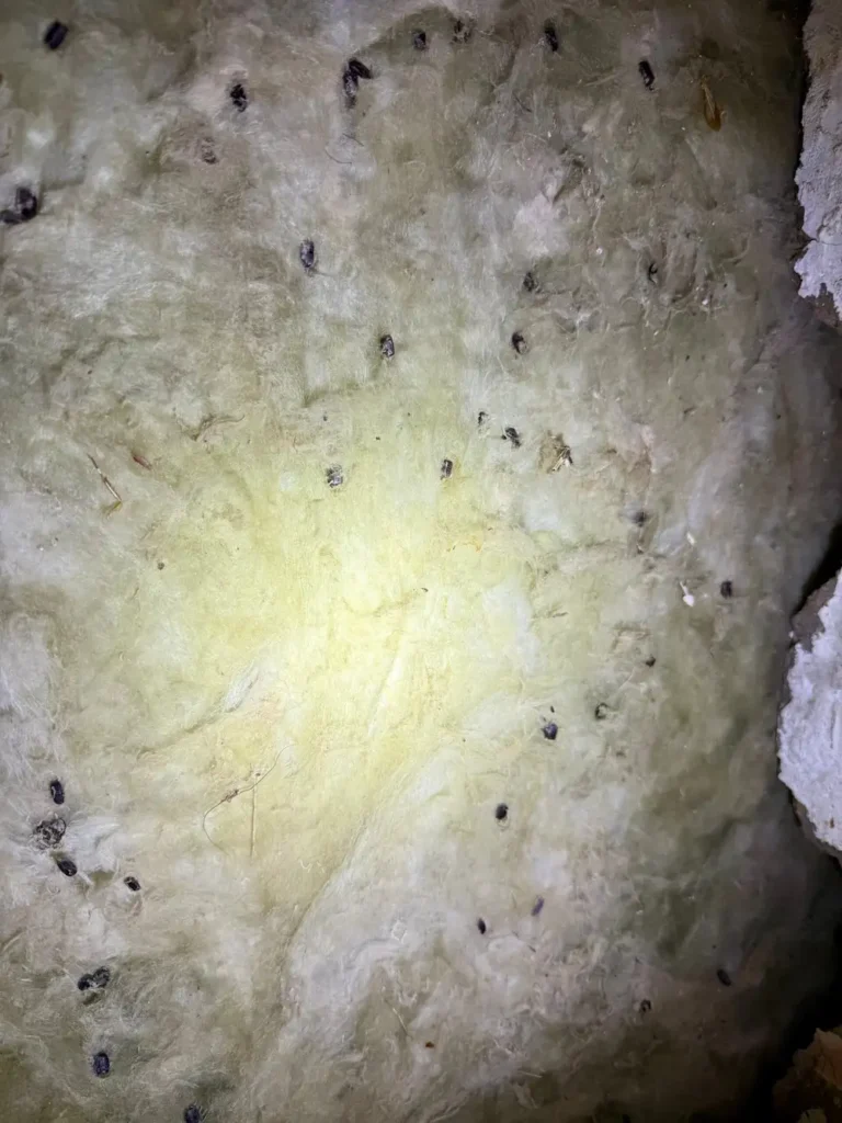 cucaracha americana
