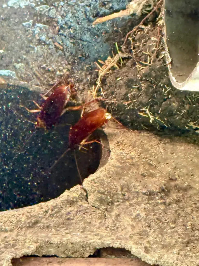Periplaneta americana