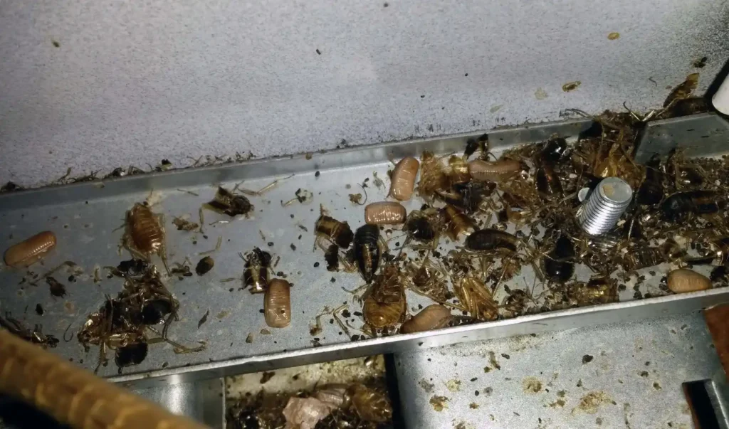 Cucaracha alemana detrás en el motor de una nevera. Foto cedida por "El Desinsectador"
