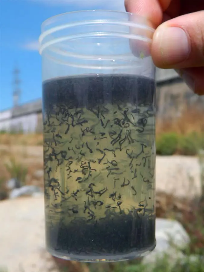 Larvas de mosquitos (cedida por "El Desinsectador")