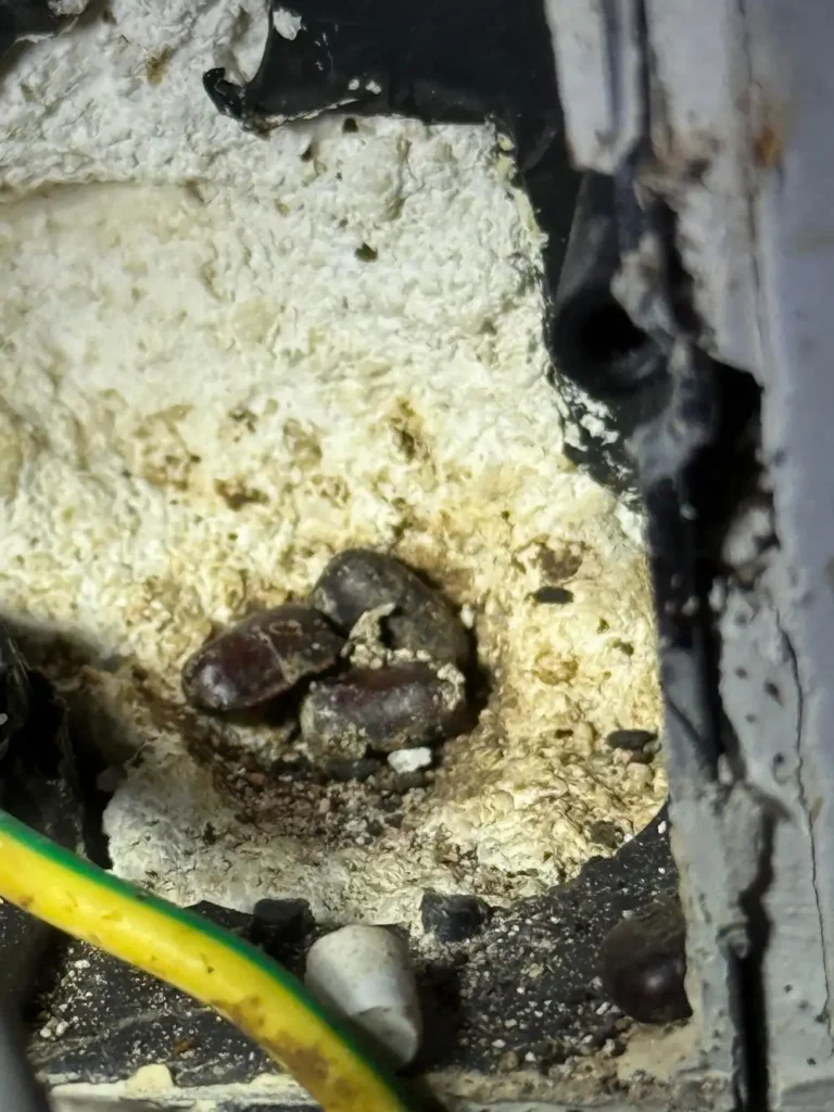 Ootecas de cucaracha alemana dentro de la caja del interruptor de luz de una cocina en Cartagena (Murcia). 07/2025