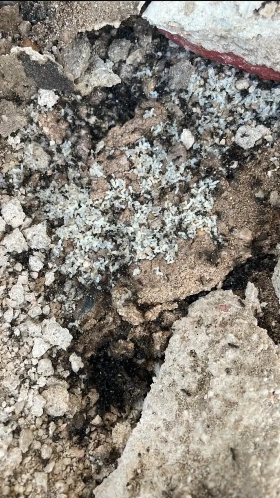 Hormigas obreras muertas y larvas después de un tratamiento en un hormiguero.