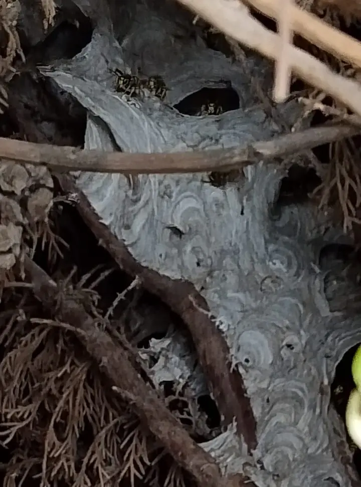 Fachada del avispero dentro del seto de cipreses