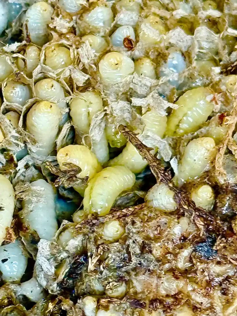 Larvas en estado avanzado