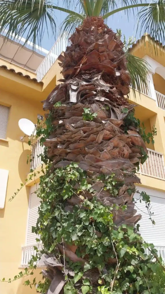 Palmera donde se encontraba el avispero