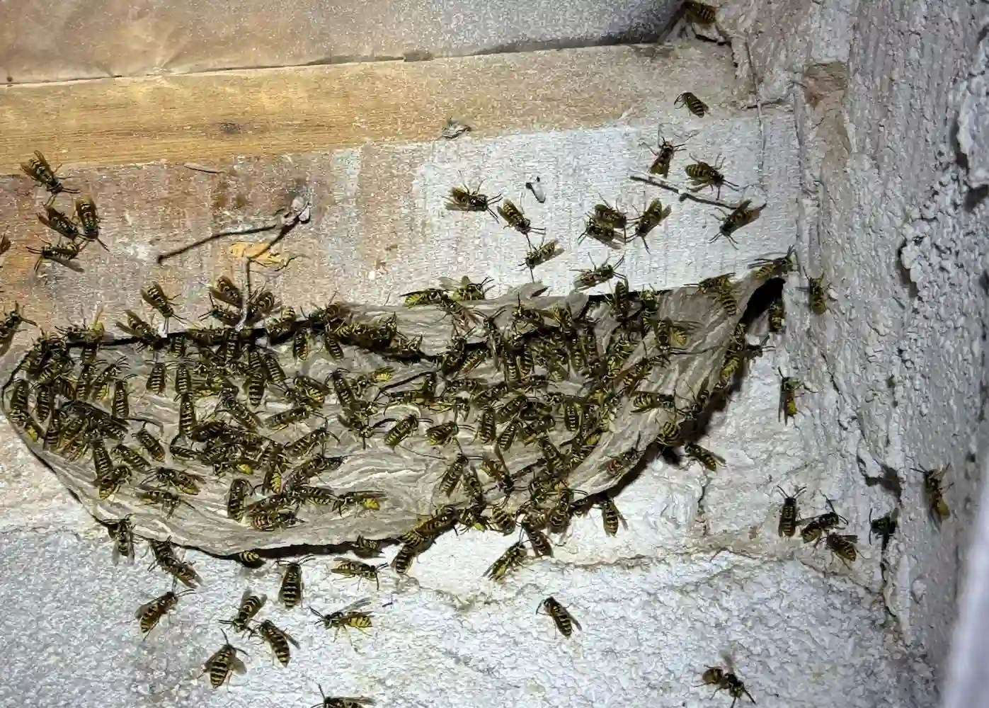 Parte de avispero de avispa alemana