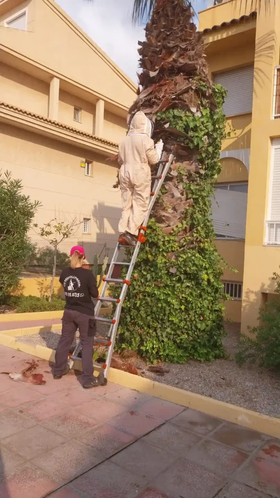 Se aprecia la altura del avispero