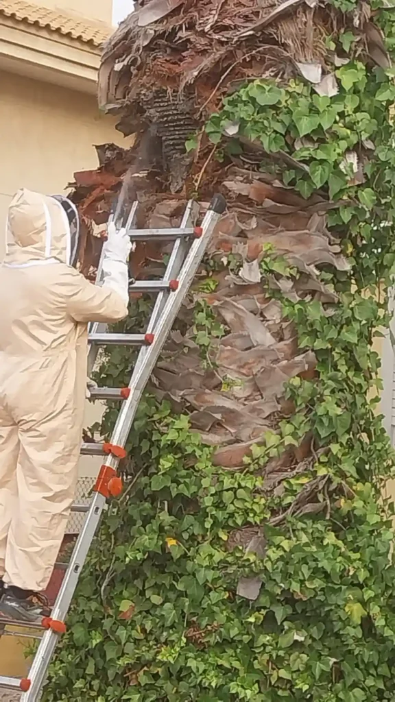 Tratamiento contra avispero de avispa de papel