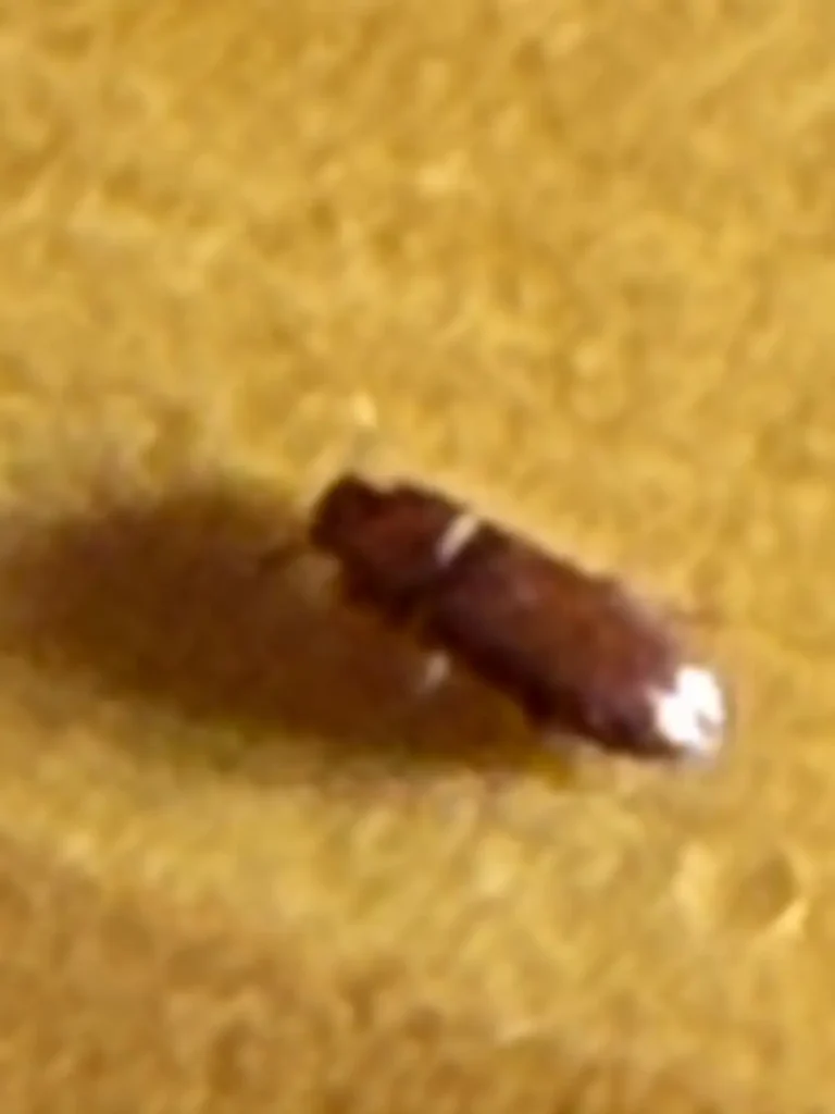 Escarabajo de la madera