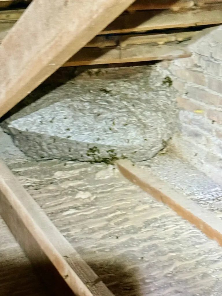 Avispero de grandes dimensiones en el falso techo de una casa en el Barrio de la Concepción Cartagena