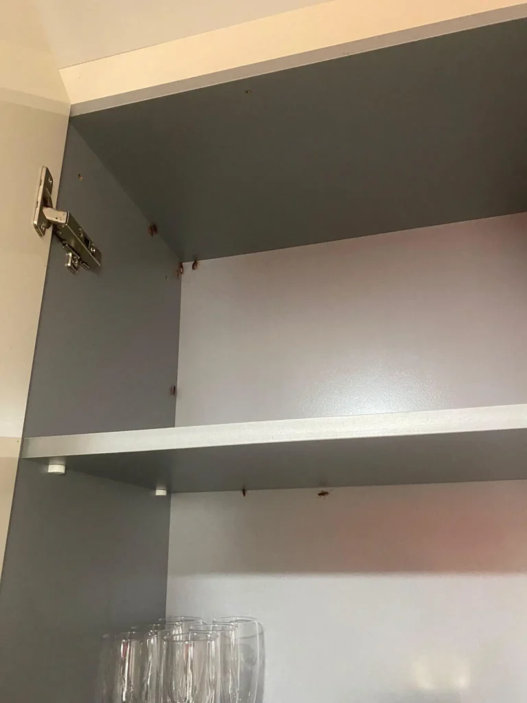 Ejemplares de cucaracha alemana en una cocina de Santiago de la Rivera el verano pasado