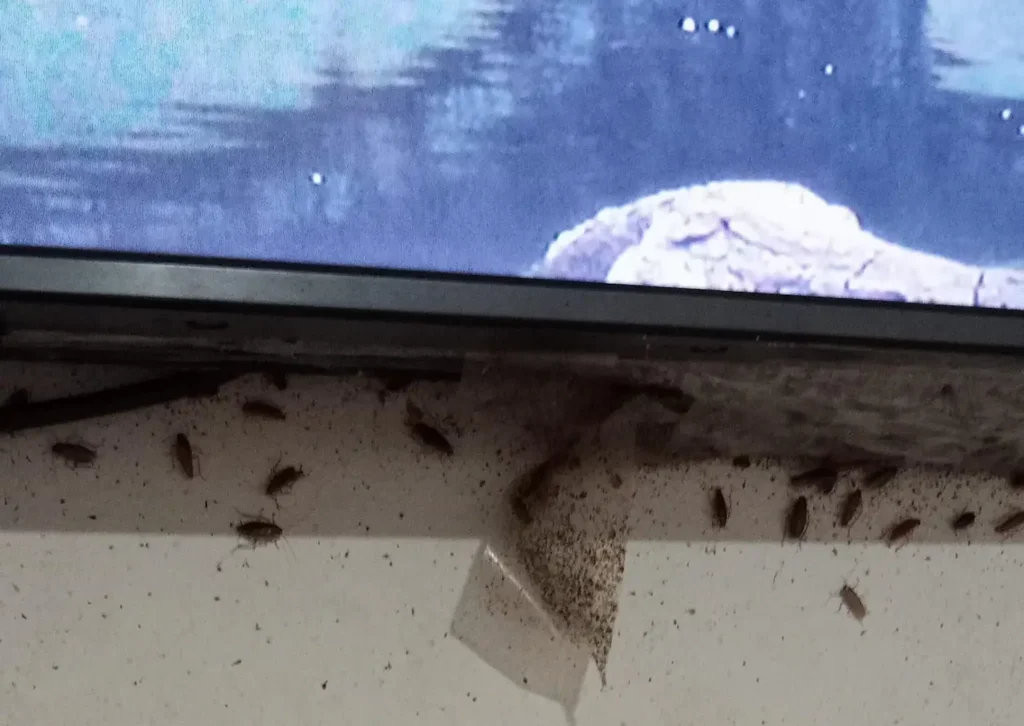 Infestación alta de cucarachas alemanas en una cocina de Cartagena