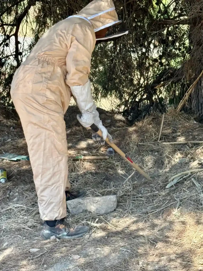 Operario con traje de apicultor desenterrando un avispero en El Palmar