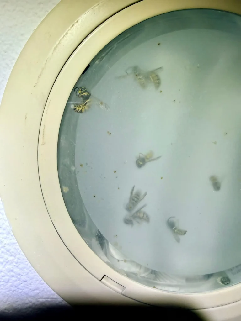 Presencia de avispas en foco empotrado del aseo