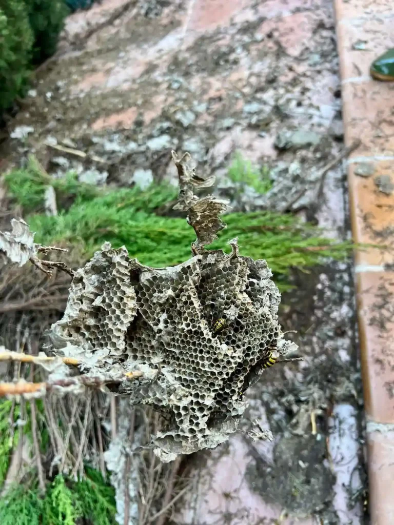 Restos de avispero de un seto