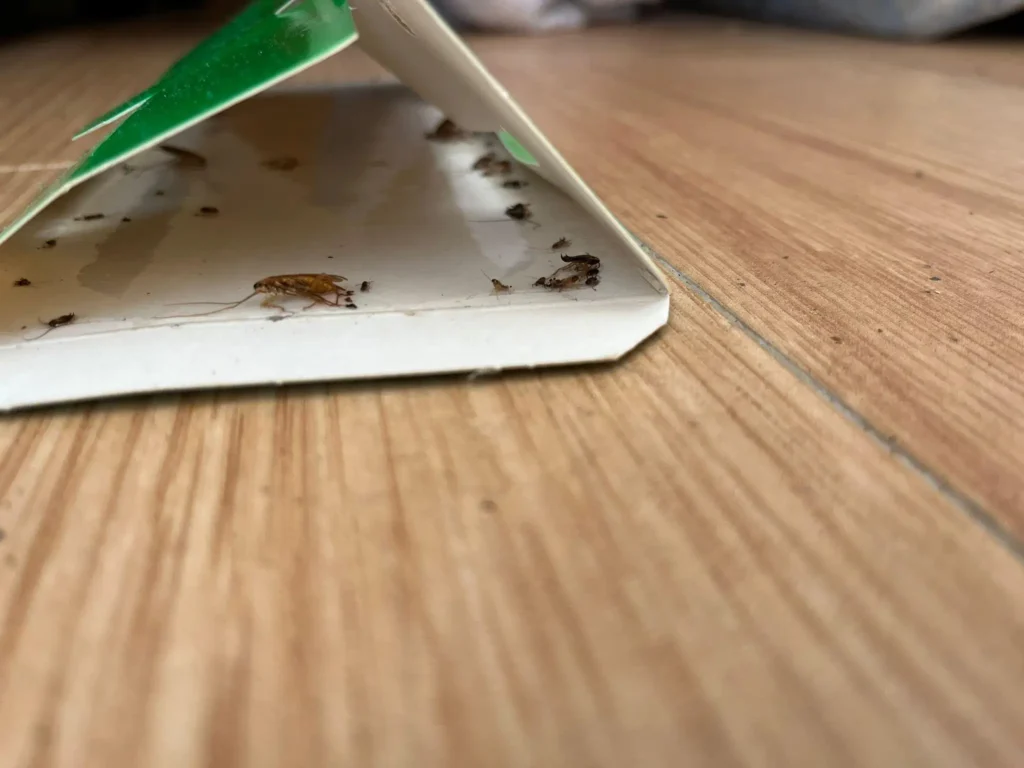 cucarachas alemanas atrapadas