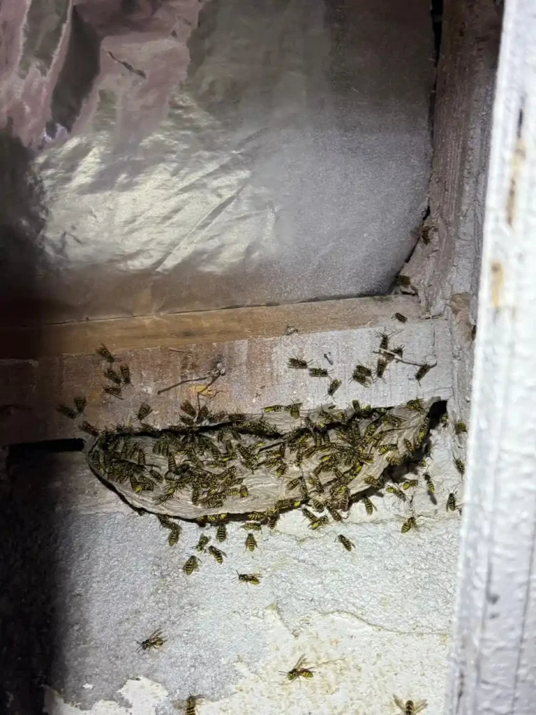 Avispero en falso techo en Cartagena