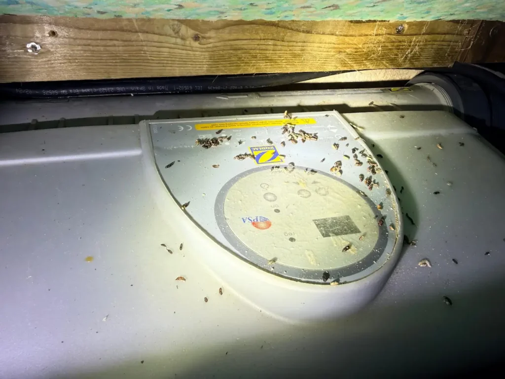 Excremento de ratón en el cuarto de la bomba de la piscina