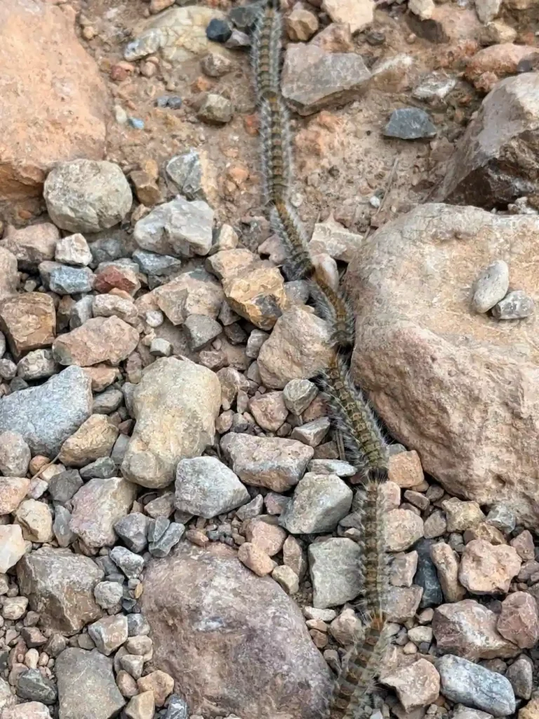 Fila de oruga procesionaria