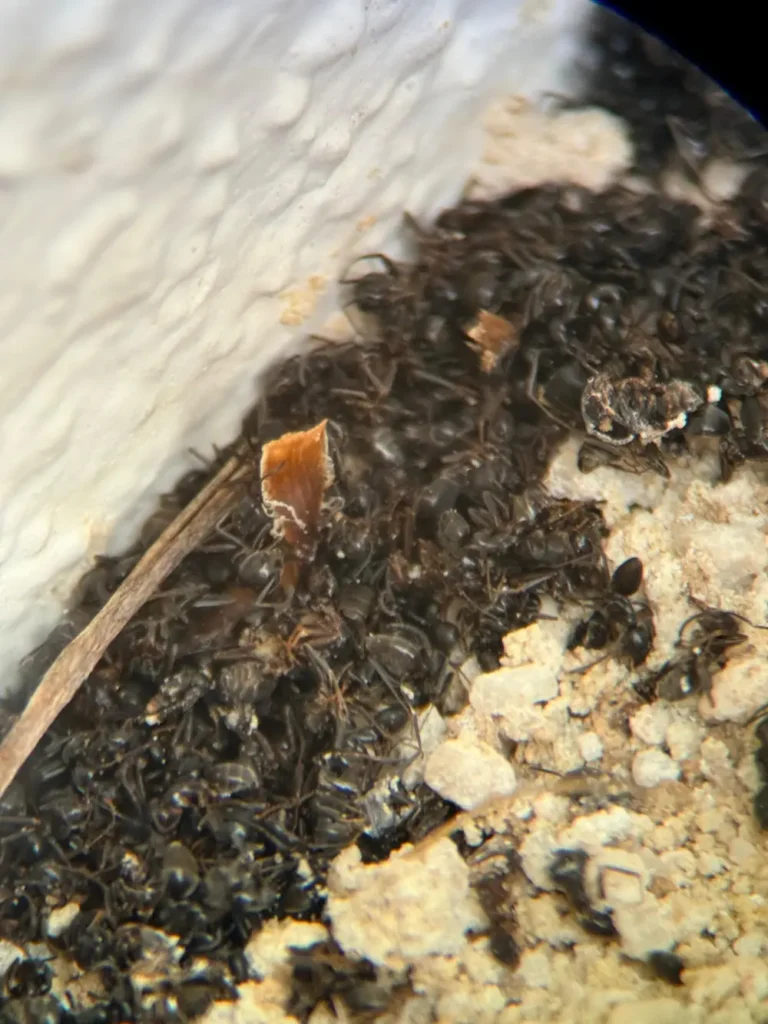 Hormigas intoxicadas