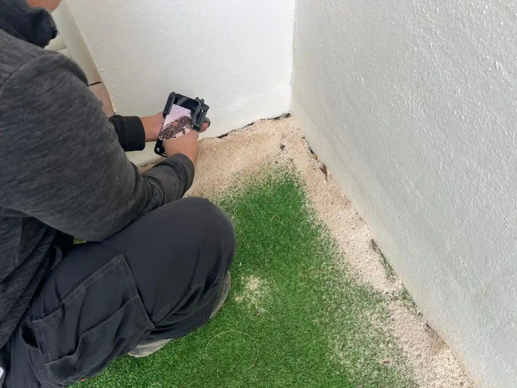 Identificando la especie de hormiga