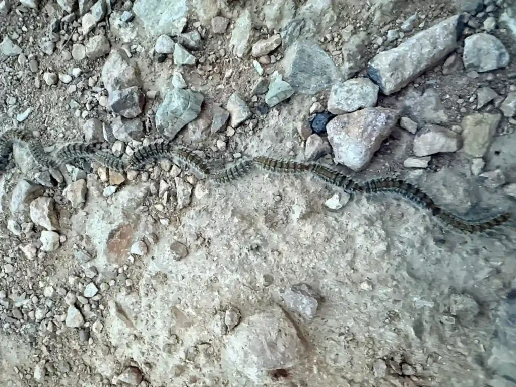 Thaumetopoea pityocampa