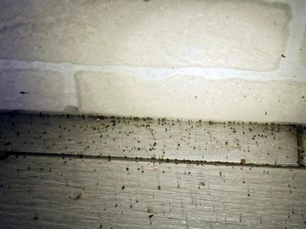 Excrementos de cucaracha germánica