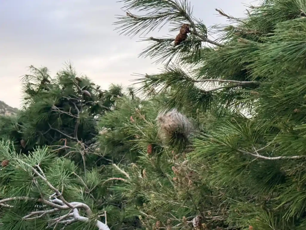 procesionaria en zona de pinos