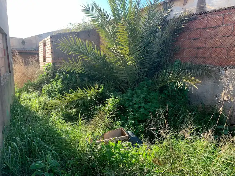 Cerca de esta palmera se encontraba la madriguera