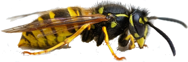 eliminar avispas en casas y negocios