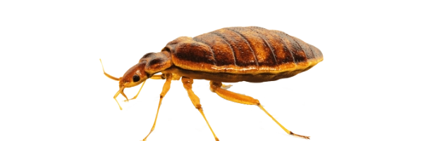 eliminar chinches en casas y negocios