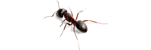 eliminar hormigas en casas y negocios