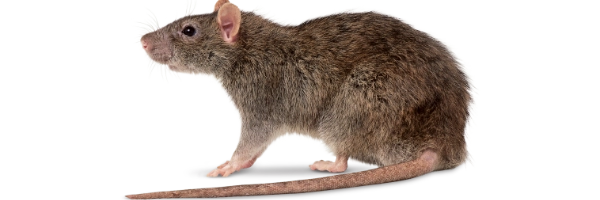 eliminar ratas en casas y negocios