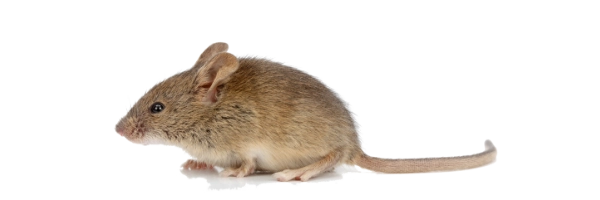 eliminar ratones en casas y negocios