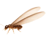 termita alada