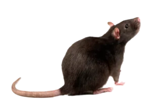Rattus rattus